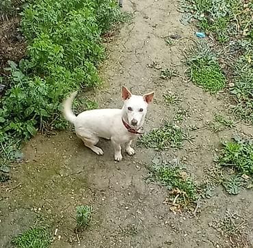 İtlər: 10 ay — 1