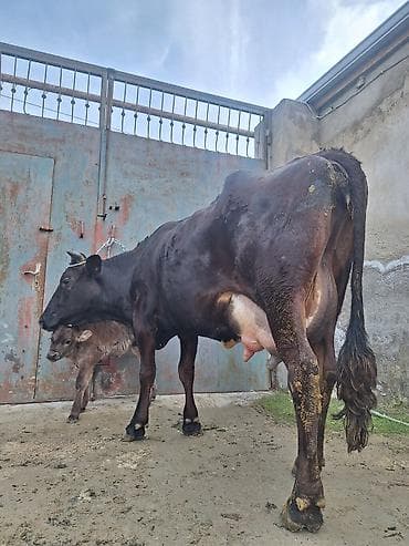 Собаки: 20 litir süd verir 2 qarına düyədi 10 gündü doğub balası dişdi — 4