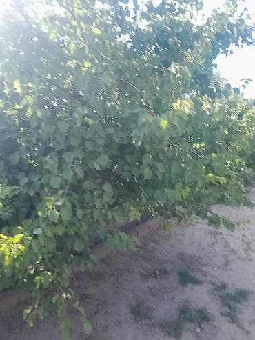 heyet evi kreditle: 3 otaqlı, 3 kv. m — 10