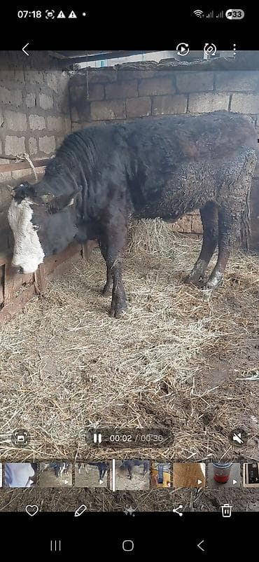 erkək danalar: Məhsul: Qaramal – erkək dana/öküz Təsvir: - Rəngi: qara, baş nahiyəsi — 4