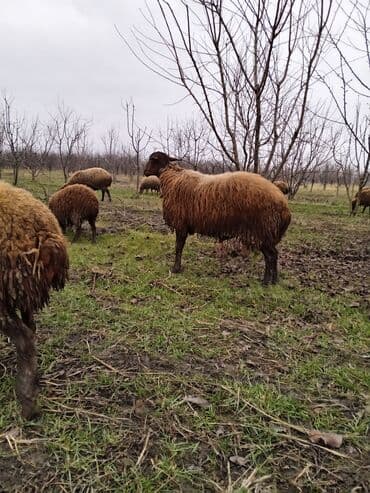 cins ineklerin satisi 2019: Damazlıq qoç yaş yarımlıq ünvan Quba — 1