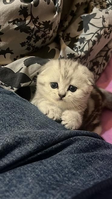 cins piwikler: Şotland, Dişi — 3