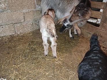 Məhsul: Balalı keçi Təsvir: - Balalar mart ayının 17-si doğulub.1