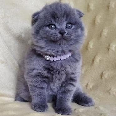 Infiniti: Şotland yastı qulaq — 3