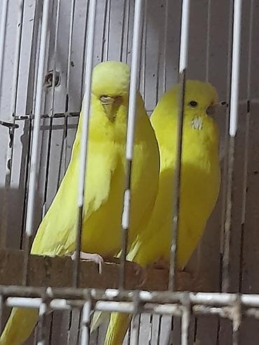 tovuz quşu: Sari cexler cut alana 50 tek tek 30 manat unvan kewle barter erkek — 3