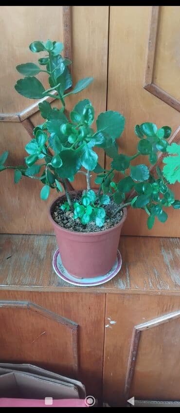 куплю комнатные растения: Məhsul: Otaq gülləri (saksıda) Təsvir: - Şəkillərdə müxtəlif — 5