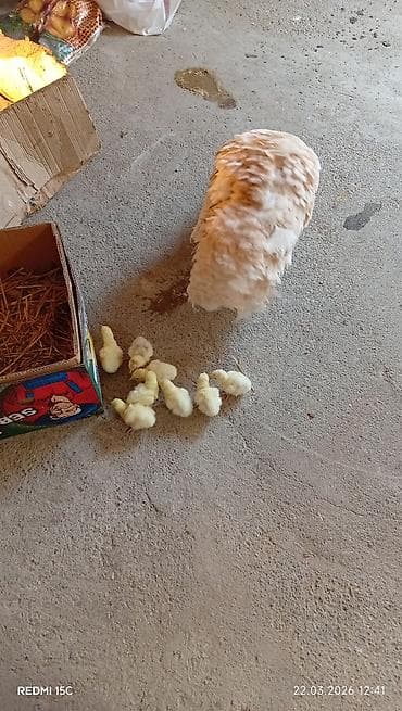 Inəklər, öküzlər: Məhsul: Ana toyuq və balaları Təsvir: - Açıq rəngli (krem-bej tüklü) — 4