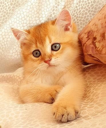 pişim: Britan — 3