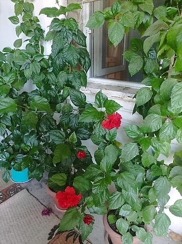 роза: Qırmızı hibiskus (Çin qızılgülü) – dekorativ otaq/eyvan bitkisi - — 6