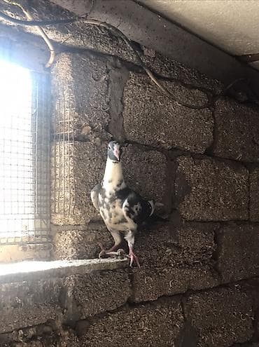 goyerçin: Salam Drakon satilir . Ata baladi . 2 si 30 manat tek goturen olsa ata — 5