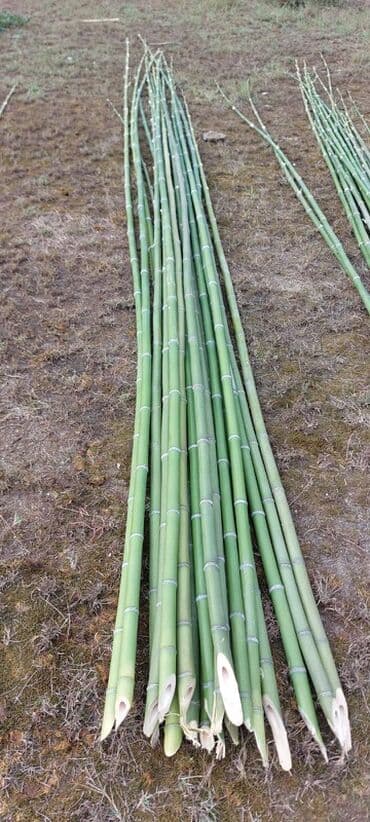 bambuk satisi: Bambuk şüaları – təbii, möhkəm və çoxməqsədli Məhsul təsviri: - — 2