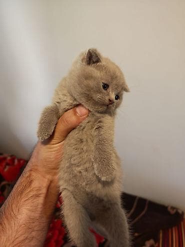 Şotland yastı qulaq, Erkək, Ünvandan götürmə