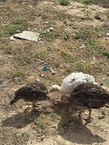 pitbull sekilleri: Məhsul: Hinduşka cücələri (gənc hind quşları) 2 ay 10 gün 2ay 15 — 3
