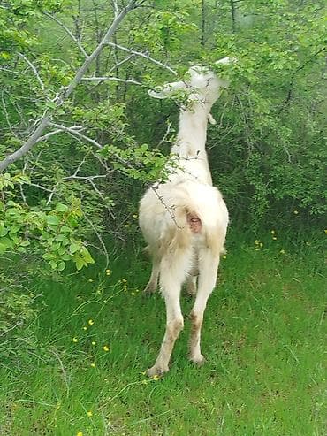 Iki baş boğaz Sani sortu keçiler satılır cavan heyvanlardır qiymət