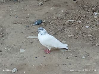 heyvanlara verilen adlar: Ağ göyərçin di başinin uddu qara çil 50qzn di palıddan döydü nömrə — 3