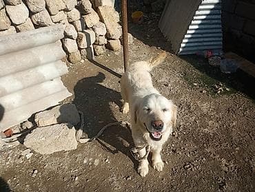 afcarka bala: Retriever, 1 il, Erkek — 3