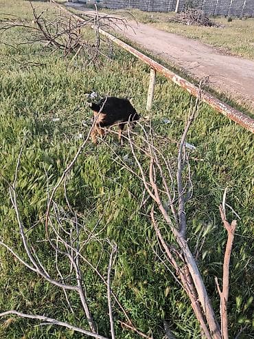 sudlu keci: Ana bala keci balasi erkeydi — 4