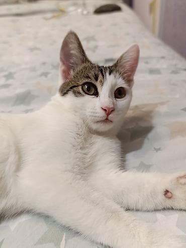 ev pişiklər: Yaxşı əllərə — 1