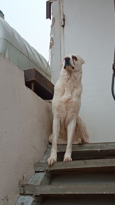 алабай в добрые руки: Alabay, 2 il, Dişi, Peyvəndli, Ünvandan götürmə — 3