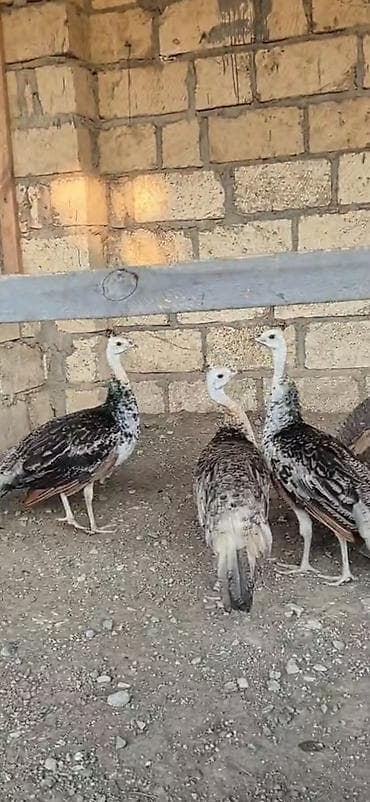 Tovu quşu qaraqanad tam saglamdilar göndermək mumkundu bakiyada