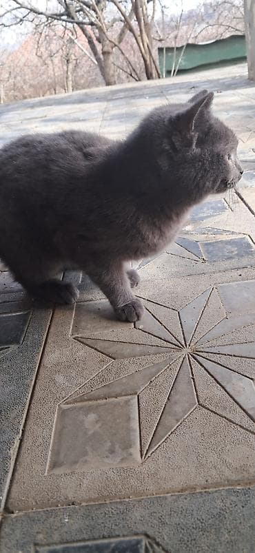 Quşlar: Britan, Dişi, Yaxşı əllərə, Ünvandan götürmə — 1