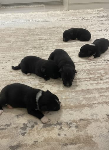 itlerin qiymeti ucuz: 1 ay, Ünvandan götürmə — 1
