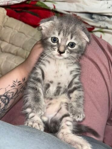 pişiyi: Şotland yastı qulaq, Ödənişli çatdırılma — 3