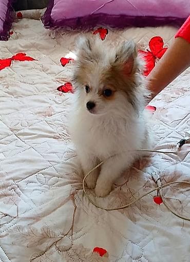 doberman itleri: Şpitz — 3