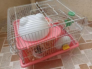 hamster satis: Qəfəs və dümağ dişi cunqarik satılır. Qəfəsdə heç bir problem yoxdur — 4