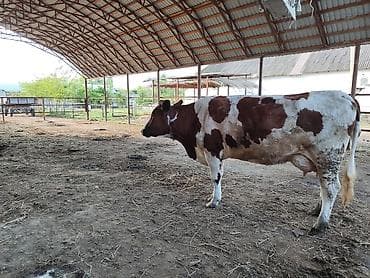 Inəklər, öküzlər: Simental tipli süd inəyi - Rəng: qırmızı-ağ alaca - Cins istiqaməti — 1