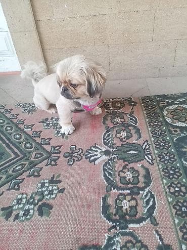 balaca it: Pekines, 6 ay, Erkek — 3