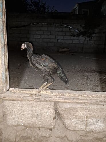 Cücələr: Toyuq, Damazlıq, Ünvandan götürmə — 6