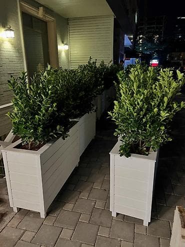 dibçekde güller: Sifariş vere bilərsiz gulu ilə birge Ölcusu 100x30x50 dipçek Bitkinin — 10