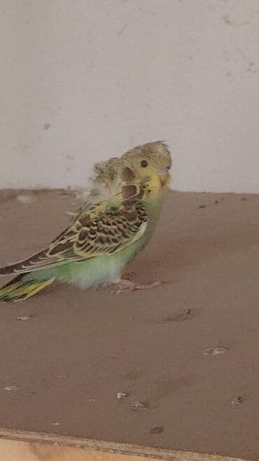 Salam erkey di 3 aylıq quşdu öz quşlarımın balasıdı Tam sağlam quşdu