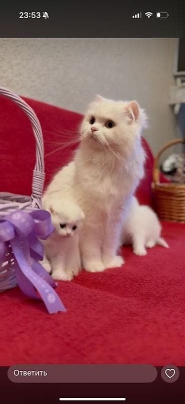 zvanok balasi: Scotiş balasi Dişi axrinci galibdi 
real aliciya endirim olunacag — 2