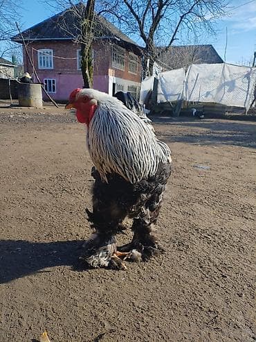 Dovşanlar: Brahma cinsi xoruz - Nadir dekorativ cins: iri gövdə, güclü skelet — 6