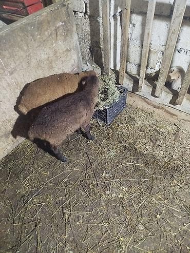 quzu qarni: Qoyun quzuları satılır - Növ: yerli ətlik yönümlü qoyun/quzu - — 1