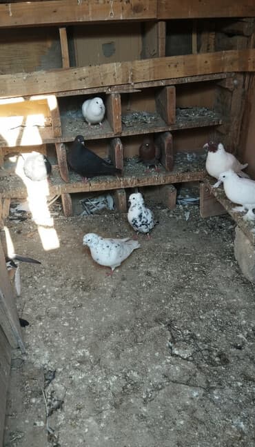 quş qəfəsi qiymətləri: Qiymət hamsina aiddi tek tek satilmir — 1