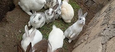 diri quzu satisi: Atası yeni Zelandiya video kaliforniya qarışığıdi anası yerli sortdu — 4