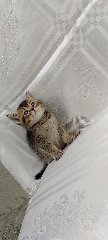 it yem: British Shorthair və Scottish Fold balaları - Cins: şəkillərdə həm — 7