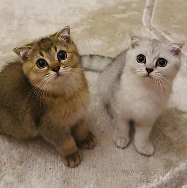 Heyvanlar: Şotland qıvrım qulaqlı balaca pişiklər - Cins: Scottish Fold (qıvrım — 3