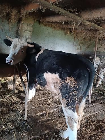ag qulaq inek cinsi: Satışda: Qara-ağ rəngli erkək mal (buğa/keçiç). Xüsusiyyətlər: - — 1