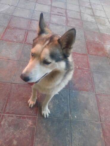 cütləş: Xaski, 6 il, Cütləşmə üçün — 2