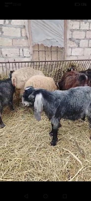 Erkək, Hələb, il: 1, Damazlıq, Ödənişli çatdırılma