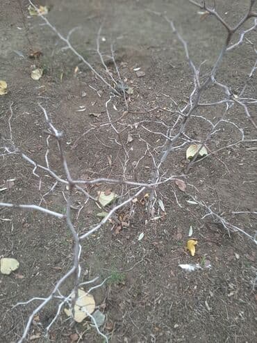 leylandra ağacı: İydə və innab tingləri .Ünvan Bilgəh.Razılaşma yolu ilə.Ağacların — 2