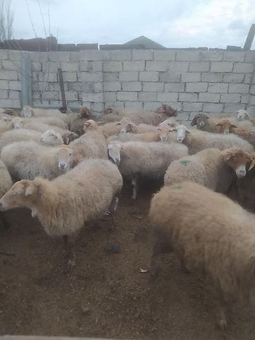 kreditle heyvan satisi: Qoyun sürüsü – ətlik və damazlıq üçün - Növ: yerli-qarışıq cinsli — 8