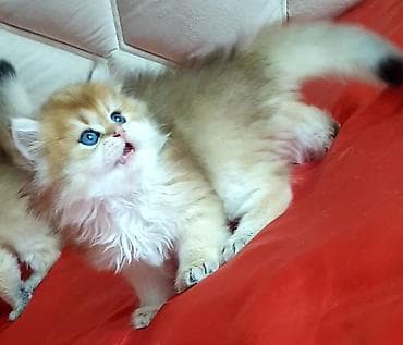 pişik sudu: Erkək, Ünvandan götürmə — 5