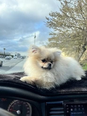 Şpitz, 5 ay, Dişi, Pulsuz çatdırılma