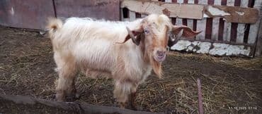 cuceye verilen adlar: Keçi və çəpişlər — 7