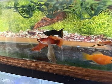 Balıqlar: Meçenos balığı, Sülhsevər — 2